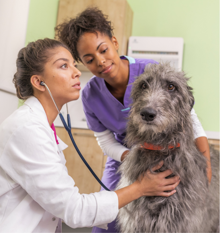 vet-and-dog-one-health